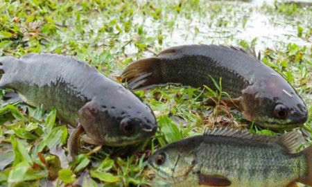 বৃষ্টিতে কেন ডাঙায় উঠে আসে কই মাছ?