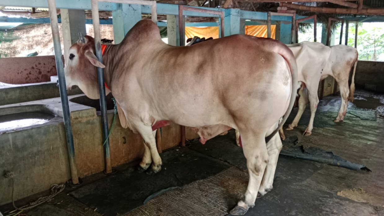 শেষ সময়ে এর সংখ্যা আরও বাড়তে পারে