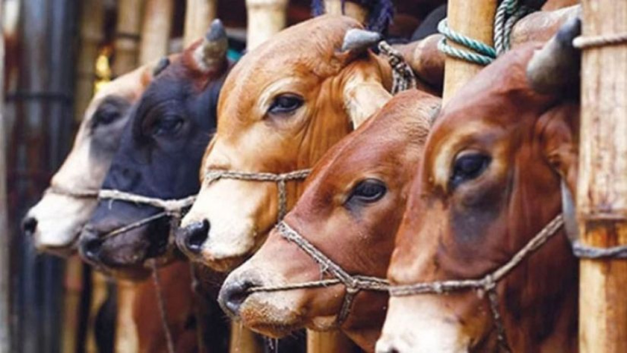 কোরবানির গরু
