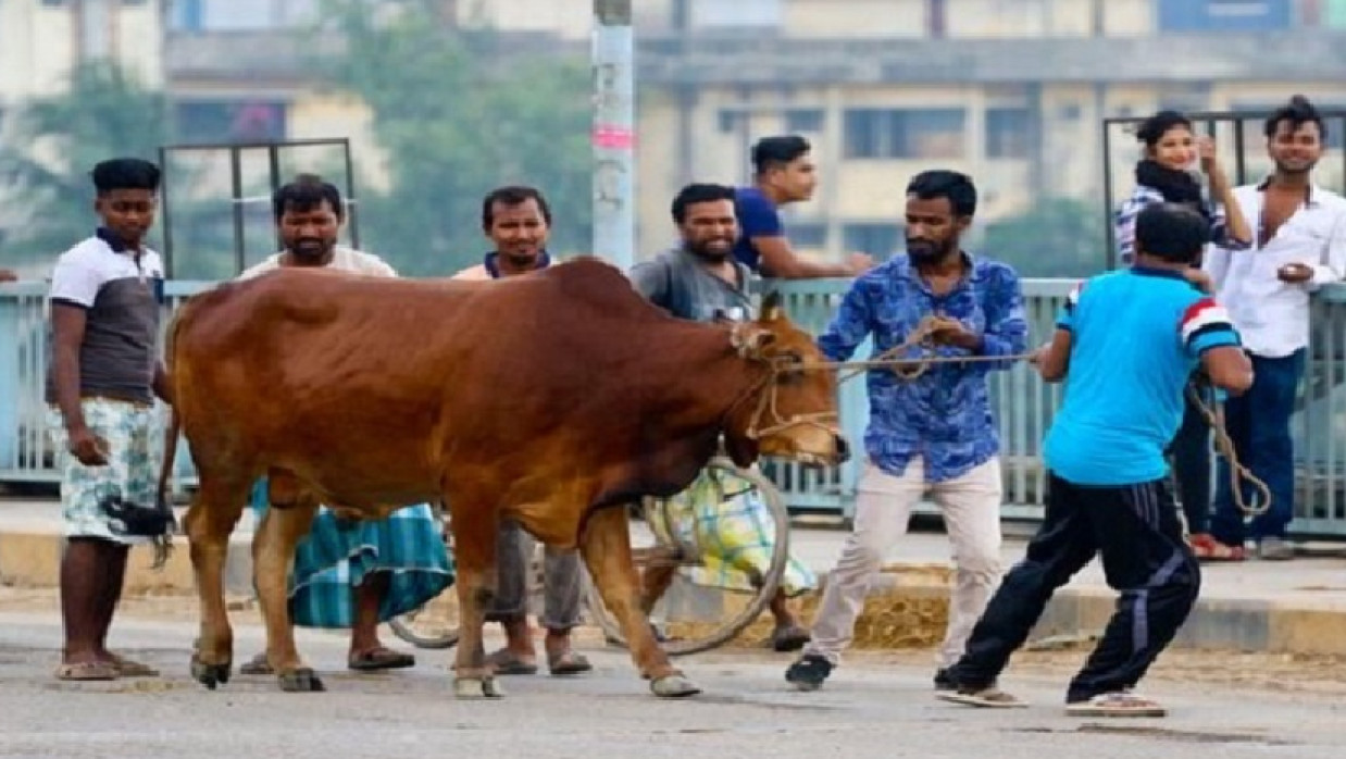 কোরবানির পশু