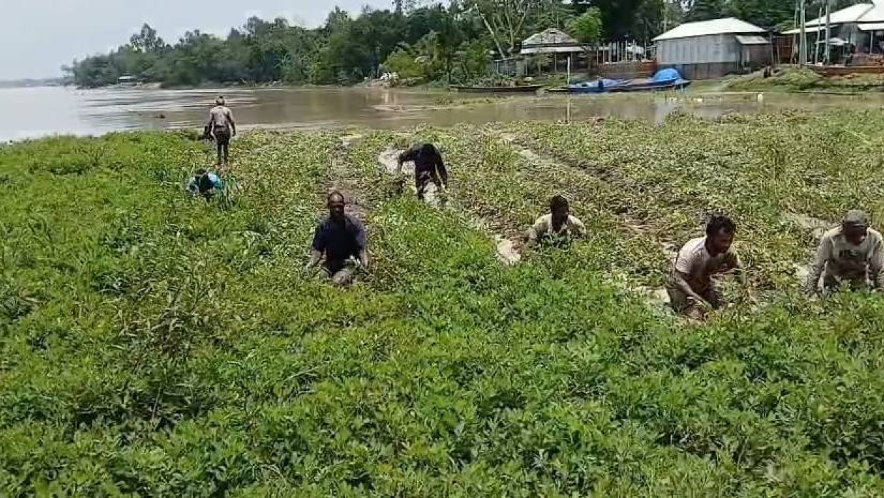 ক্ষেত থেকে বাদাম তুলছেন কৃষকেরা