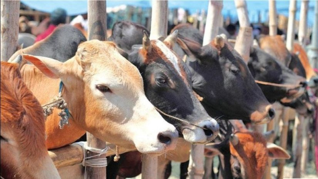 কোরবানীর গরু 