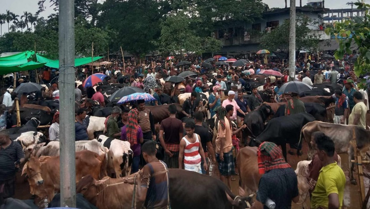 শার্শার সাতমাইলে জমে উঠেছে কোরবানির পশু বেচাকেনা
