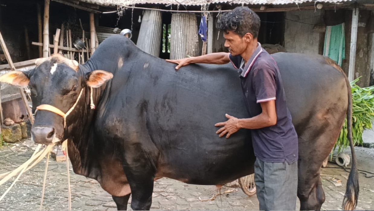 খামারি আদর করে প্রিয় পশুটির নাম রেখেছেন সম্বল