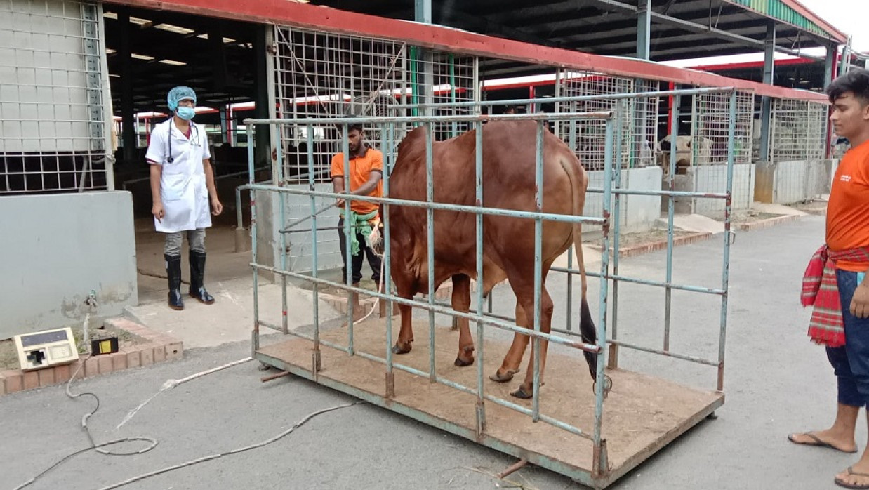 রাজশাহীতে বিক্রির জন্য ওজন করার হচ্ছে কোরবানির গরু
