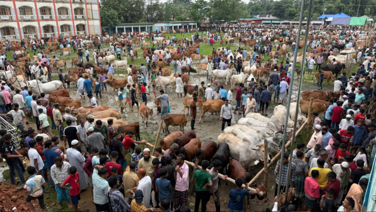 জমে উঠেছে কোরবানির পশুর হাট