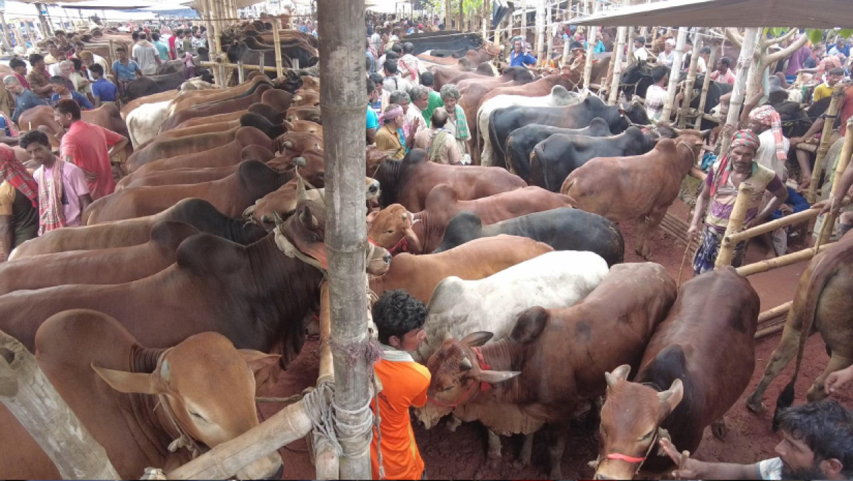 রাজশাহী সিটি গরুর হাট