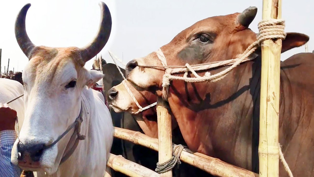কোরবানির গরু