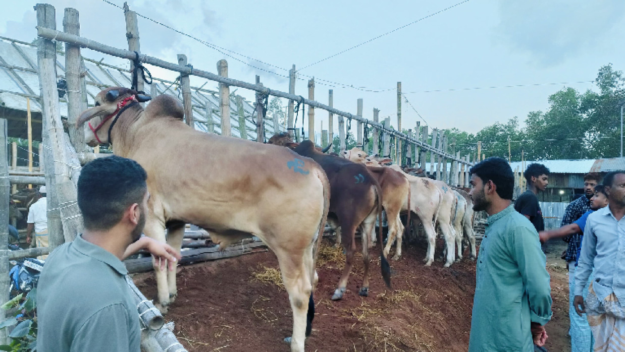 কোরবানির পশুর হাট