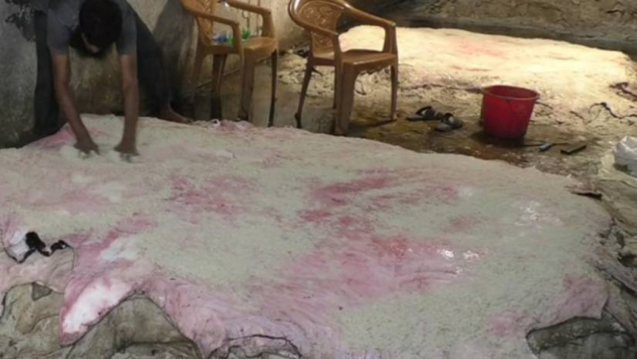 চামড়ায় লবণ দেওয়া হচ্ছে