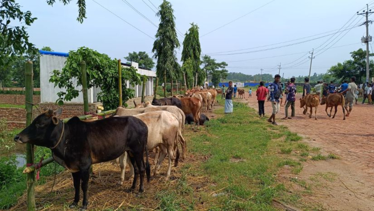 আনোয়ারা বৈরাগ চায়না ইকোনমিক জোন সড়কে বসেছে পশুর হাট