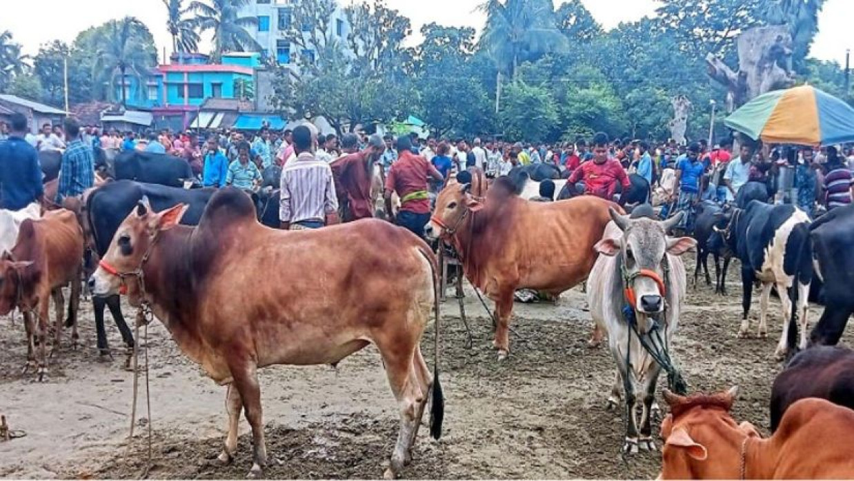 দেখেশুনে কুরবানির গরু কিনুন