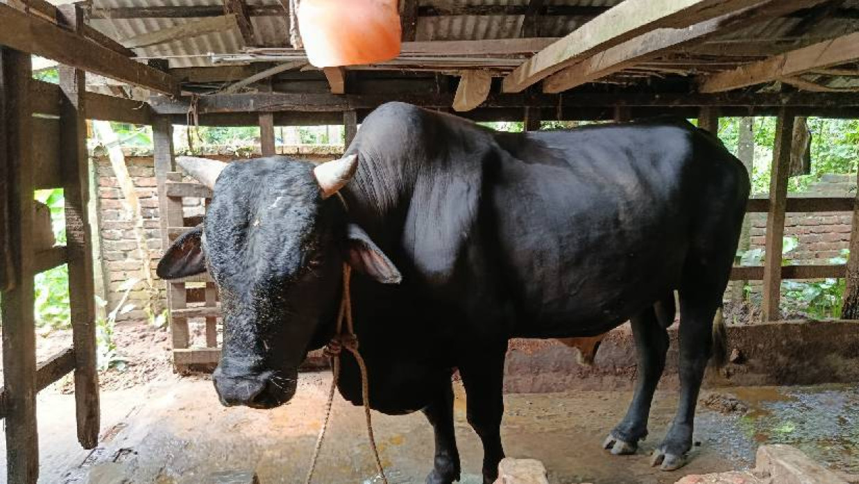 ৪৫ মণ ওজনের ‘ব্লাক ডায়মন্ড’