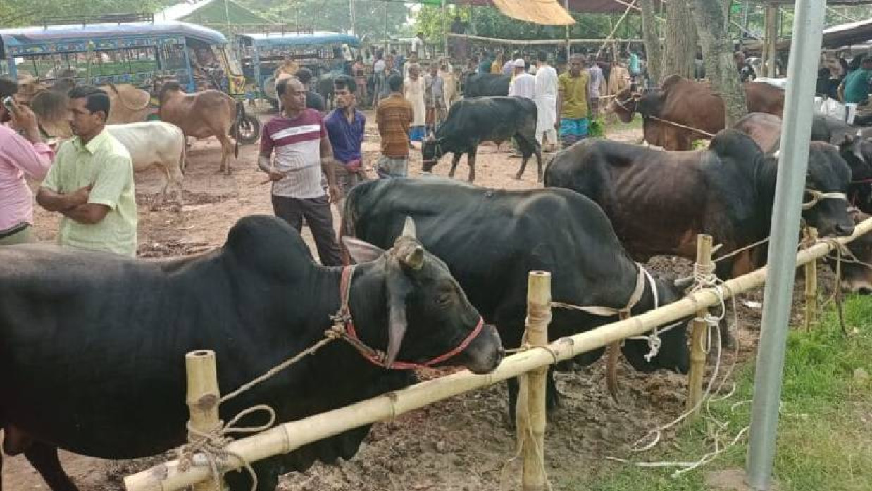 কোরবানির পশুর হাট