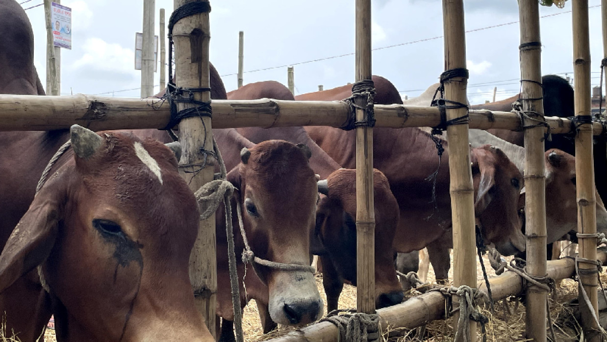 পশুর যেসব ত্রুটি থাকলে কোরবানি হবে না