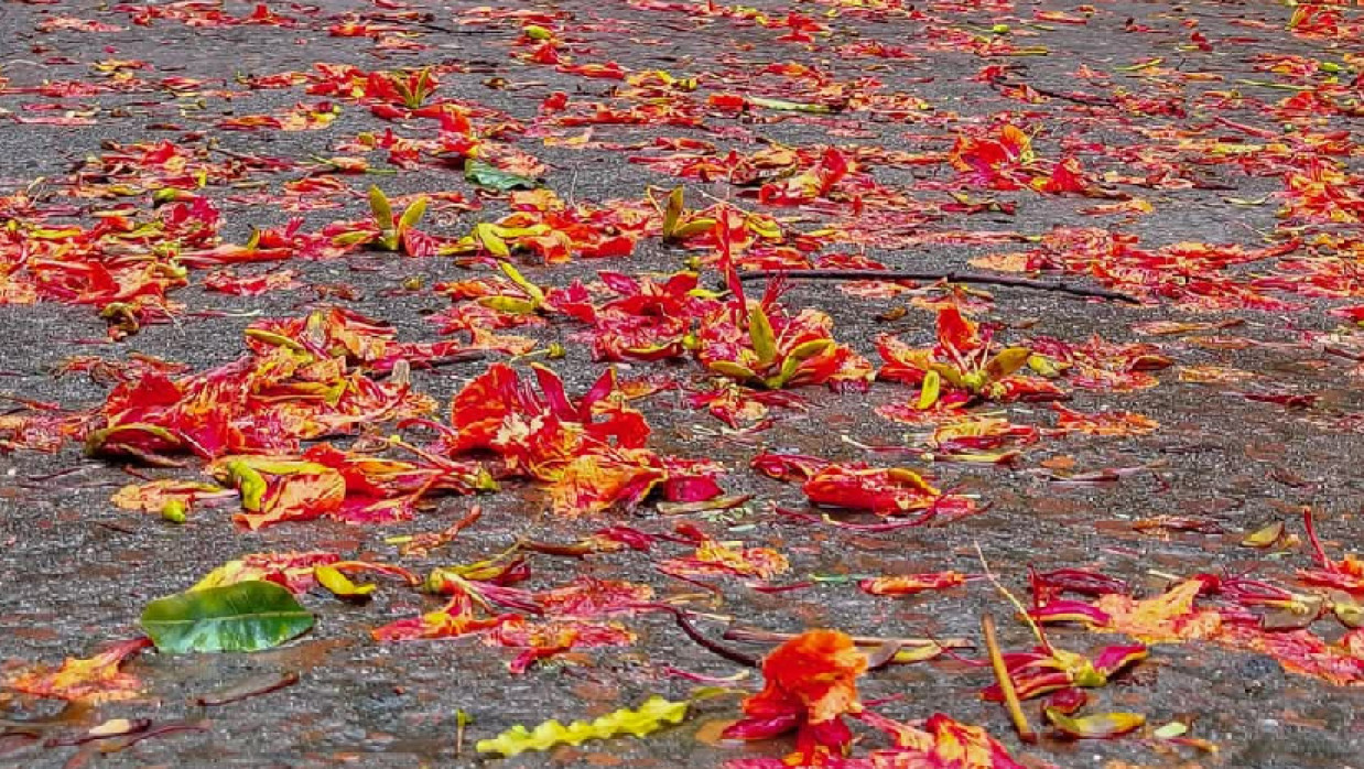 পড়ে থাকা কৃষ্ণচূড়া