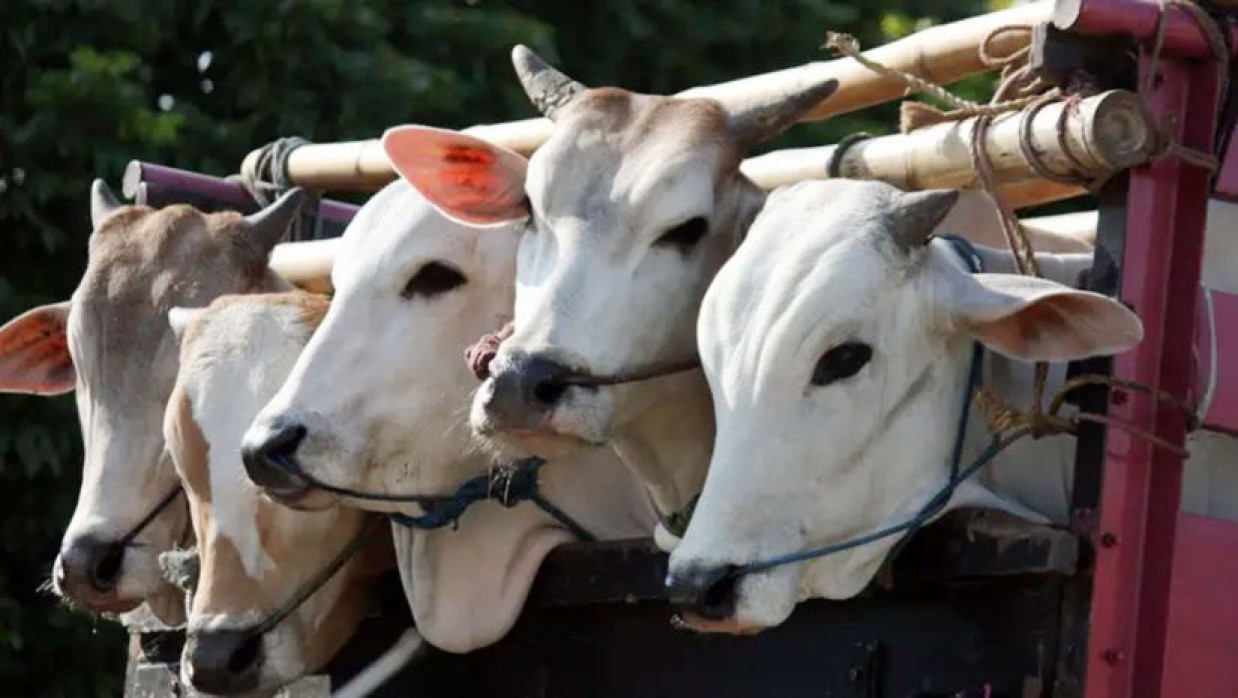 কোরবানির গরু