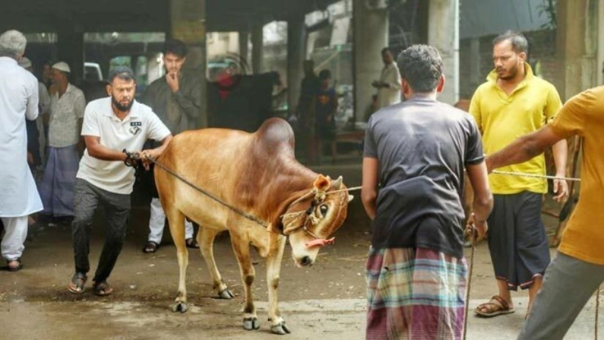 কোরবানির গরু