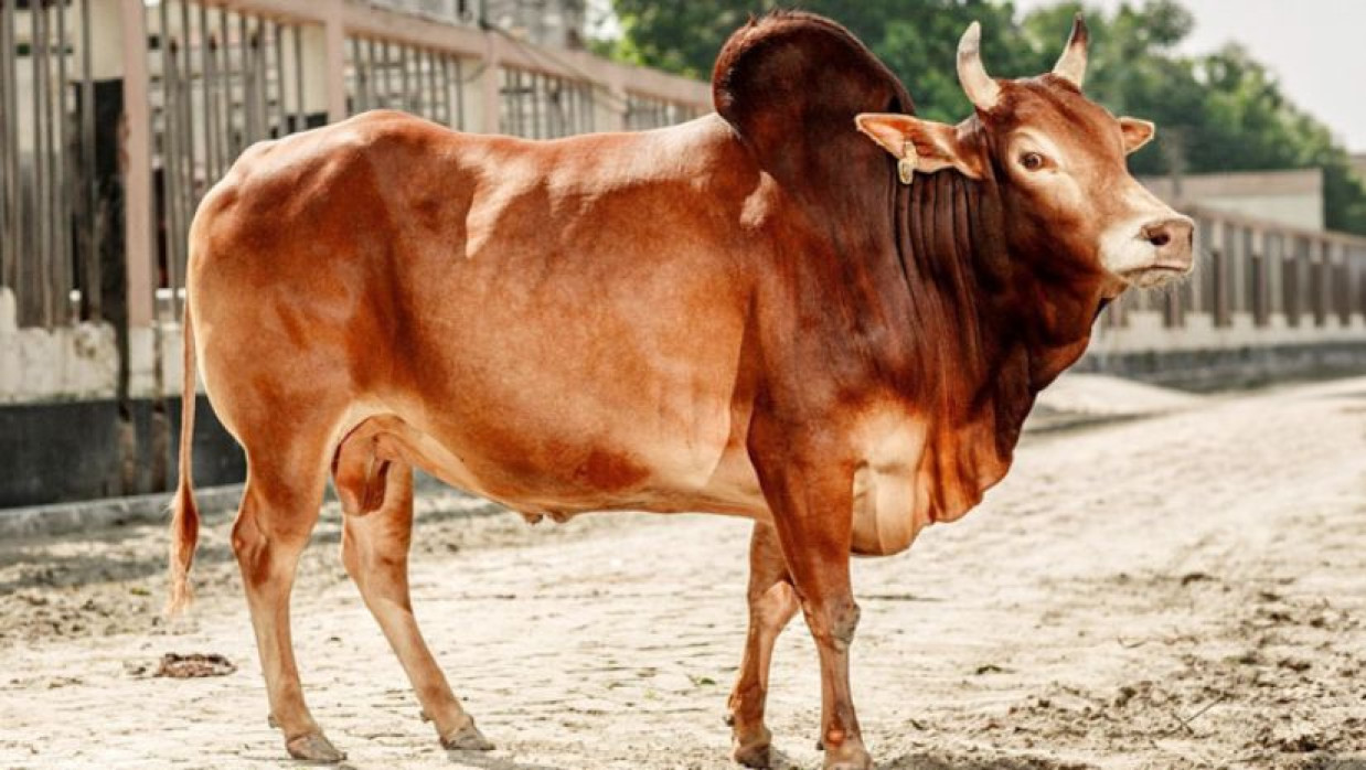 কোরবানির গরু