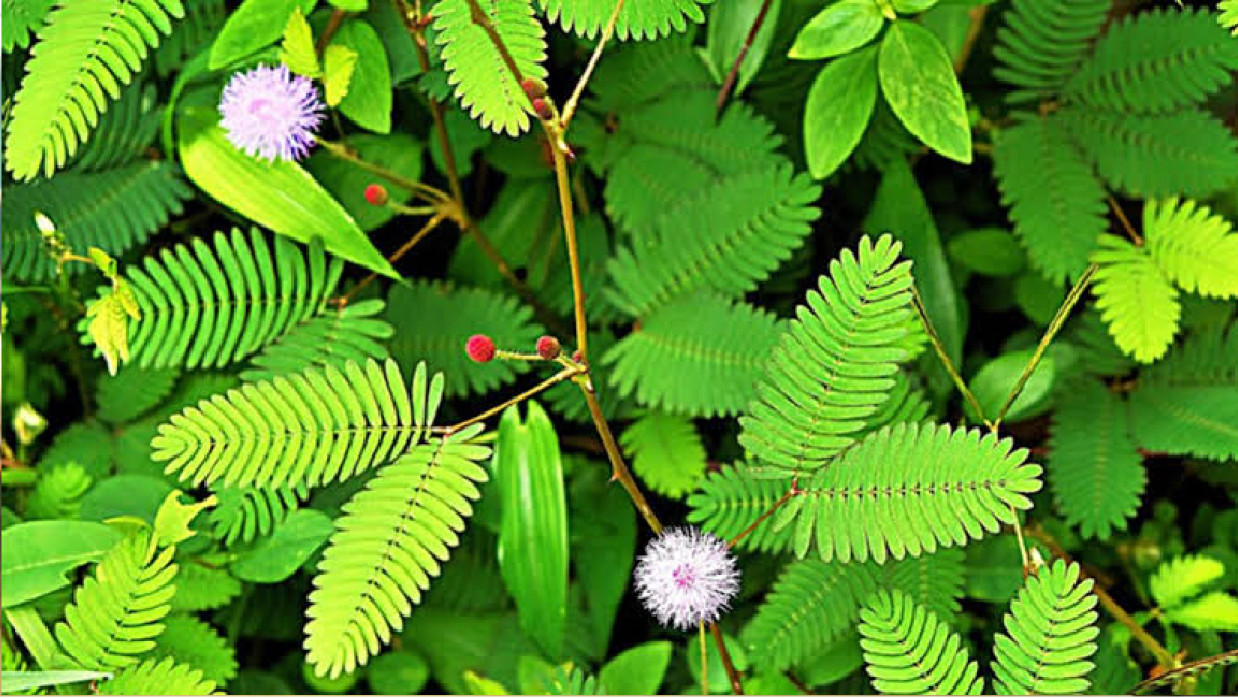 লজ্জাবতী গাছ