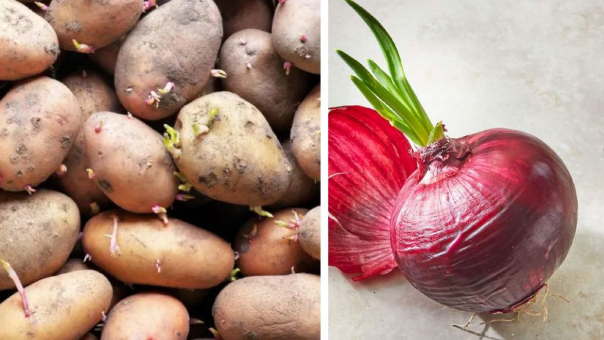 আলু-পেঁয়াজ অঙ্কুরিত হয়ে চারা গজিয়েছে