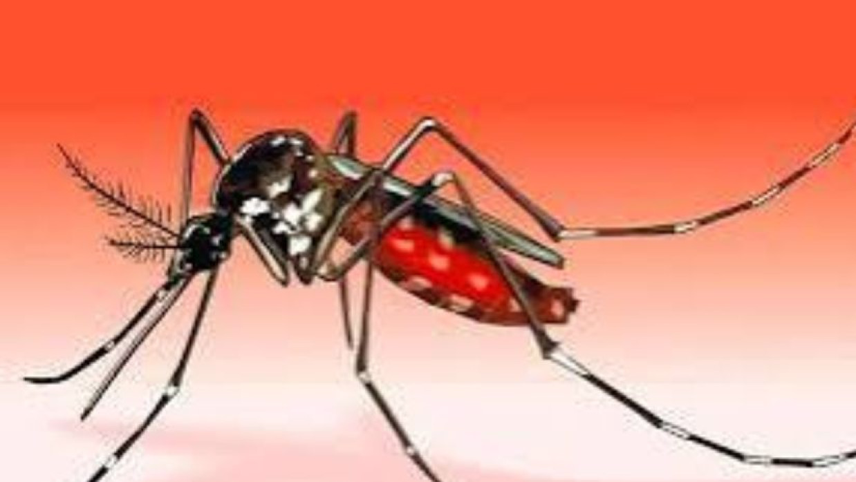 ডেঙ্গুবাহী এডিস মশা