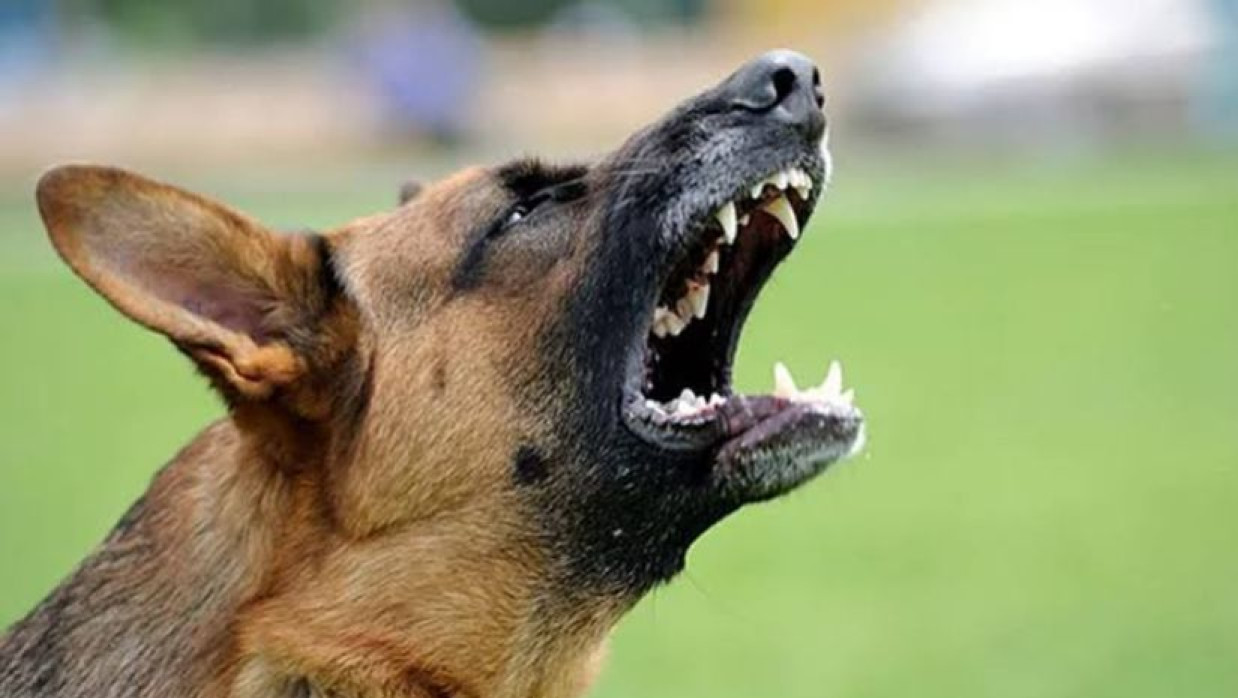 পাগলা কুকুরের তাণ্ডব