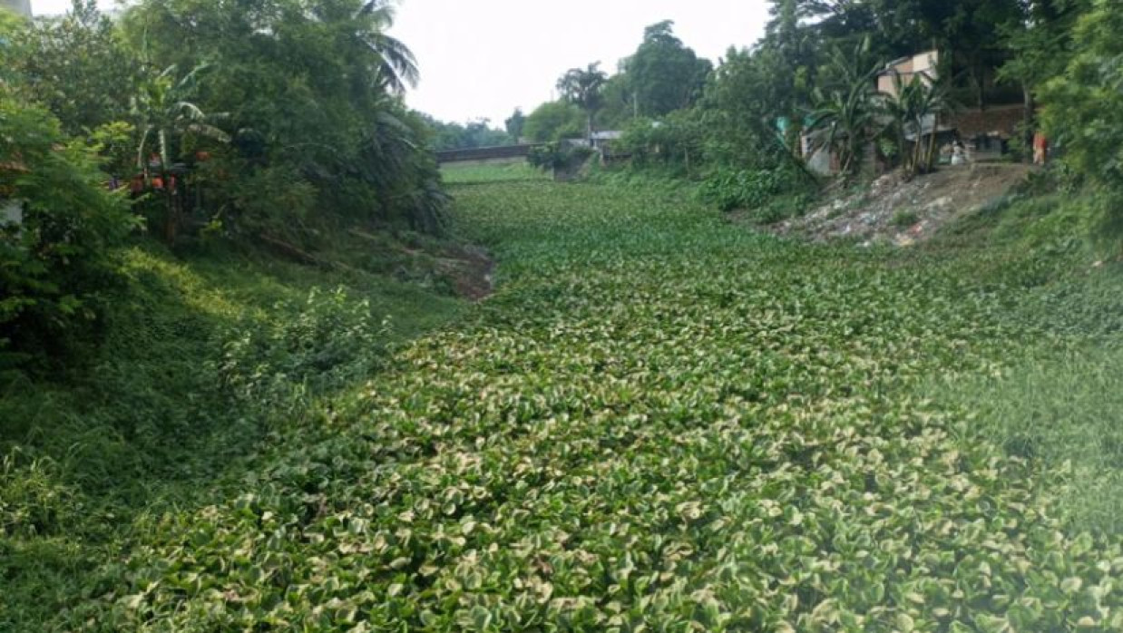 যশোরের কেশবপুর উপজেলার হরিহর নদ ও বুড়িভদ্রা নদী কচুরিপানায় ভরপুর