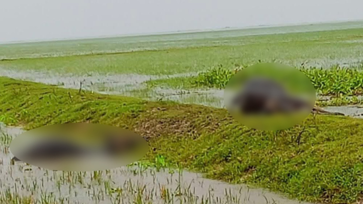 বজ্রপাতে প্রাণ গেল কৃষক ও দুই মহিষের