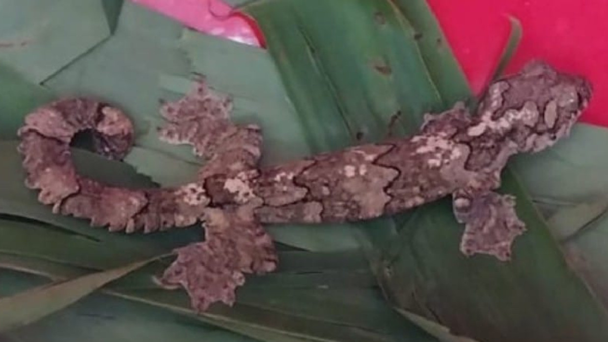 তক্ষক