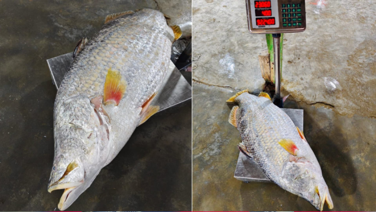 সামুদ্রিক কোরাল মাছ