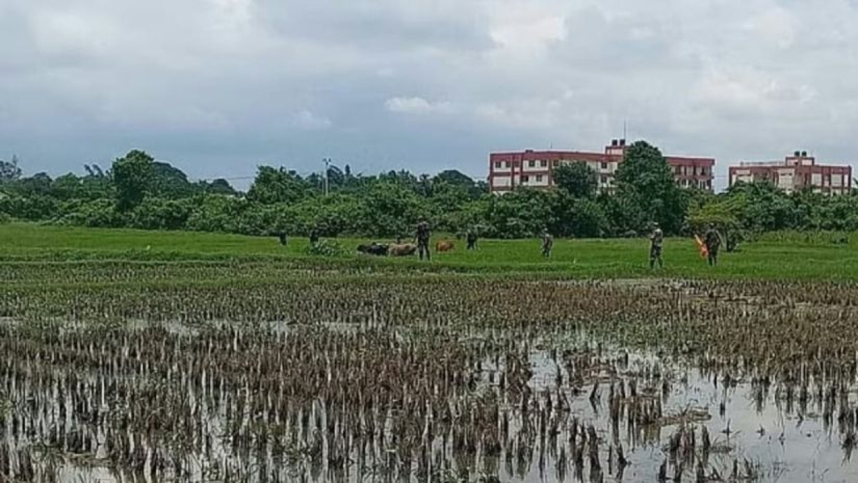  বাংলাদেশি ১৫টি গরু ফেরত পাঠিয়েছে বিএসএফ 