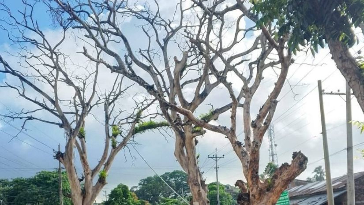 যশোর-বেনাপোল মহাসড়কের ঝুঁকিপূর্ণ গাছ