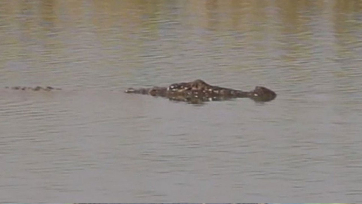 ভোলার একটি পুকুরে কুমির