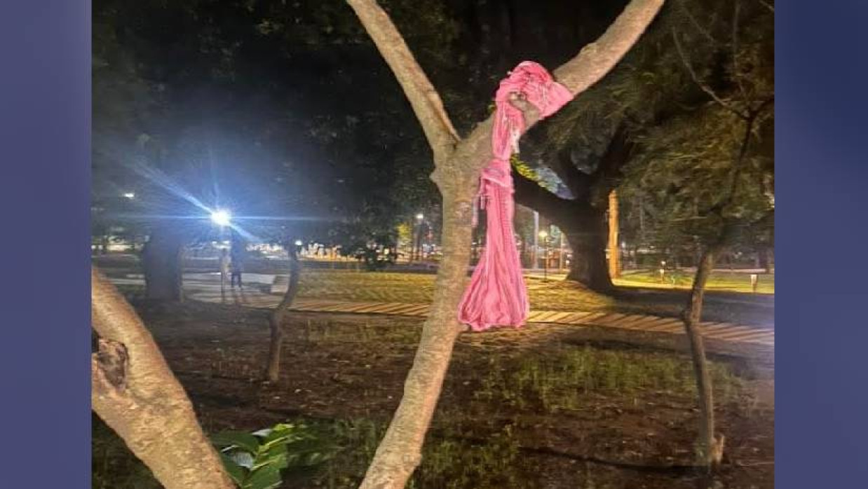 ঢাকা বিশ্ববিদ্যালয় মলচত্বরে গাছে উড়না