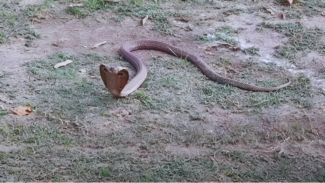  গোখরা সাপ