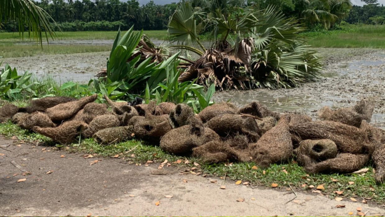  ধ্বংস কারা বাবুই পাখির বাসা ও ছানা