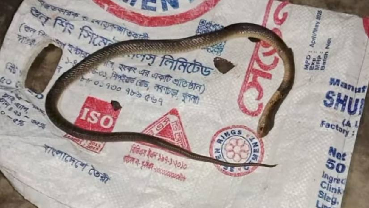 বৃদ্ধকে কামড় দেওয়ার পর সাপটিকে পিটিয়ে মেরে ফেলা হয়
