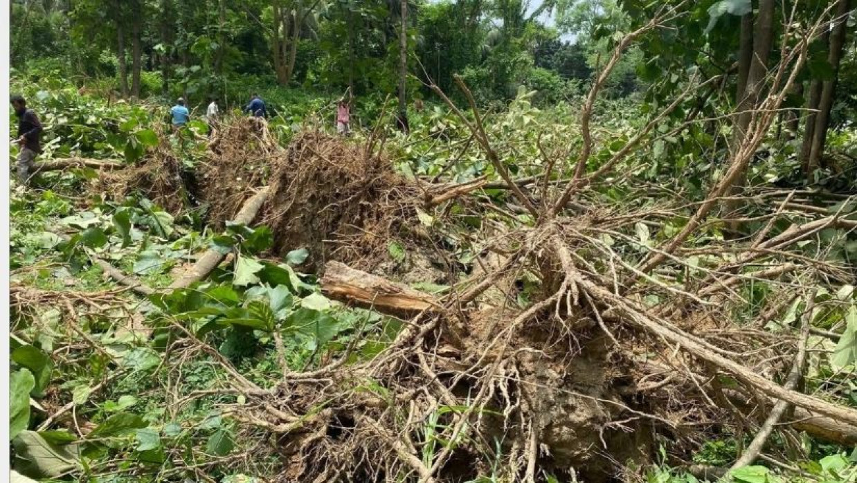 গাছ কেটে ফেলা পরবর্তী অবস্থা