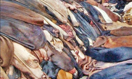 কোরবানির চামড়া বিক্রয়ের টাকায় ইসলামের যে বিধান 