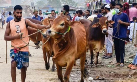 ‘ভাই, হটিয়া লইয়ে?’ — কুরবানির ঈদের চাটগাঁইয়া অঘোষিত ঐতিহ্য