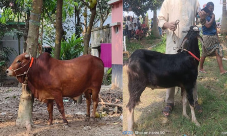 ক্যাম্পাসে গরু ও খাসি কুরবানি দেবে রাবি ছাত্রশিবির