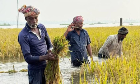 আগাম বন্যায় ডুবেছে খেতের ফসল, শ্রমিক সংকটে বিপাকে কৃষকরা