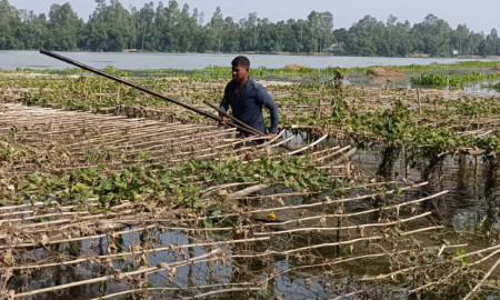 কুড়িগ্রামে অতিবৃষ্টিতে বন্যা, ফসলের জমি তলিয়ে ক্ষতির মুখে কৃষক