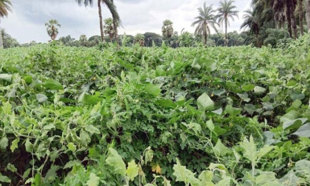 যশোরে একই জমিতে একসাথে তিন সবজি চাষে সাফল্য