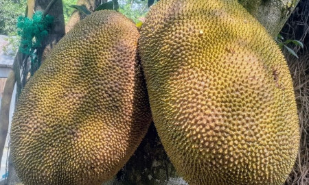 পুষ্টিগুণে ভরপুর জাতীয় ফল কাঁঠাল!