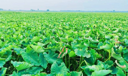 শার্শায় মুখিকচুর বাম্পার ফলনে খুশি কৃষকরা