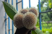 কদমফুল