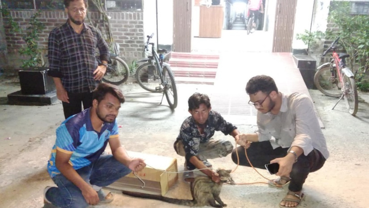 শাবিপ্রবিতে পরিবেশকর্মীদের উদ্ধার করা গন্ধগোকুল