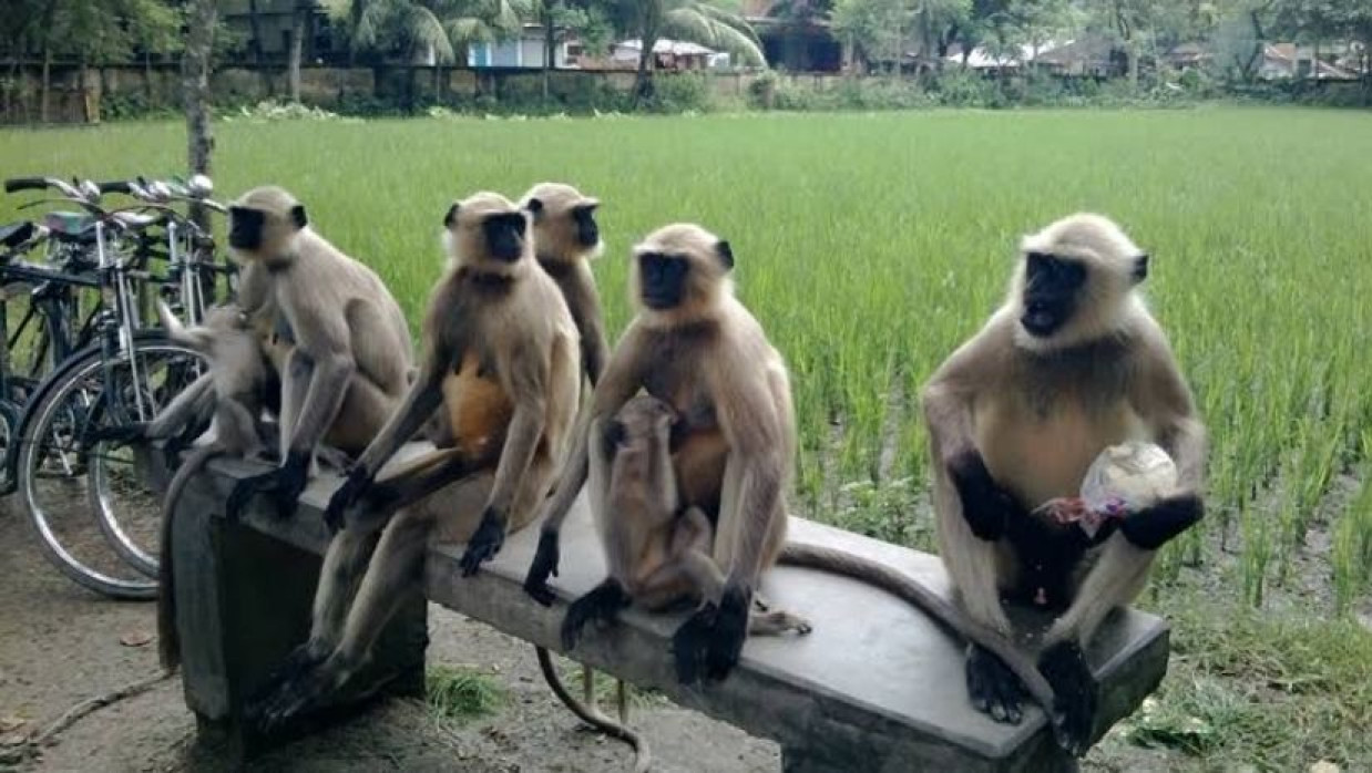 হনুমান